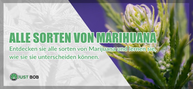 Alle Sorten von cannabis cbd