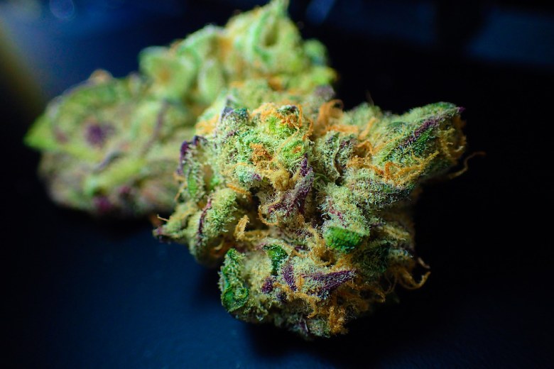 Blütenständen von Hanf cbd gewonnen