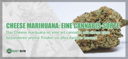 Cheese Marihuana cbd Sorte