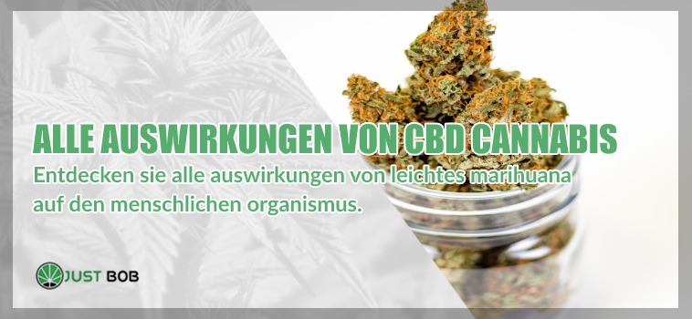 Entdecken sie alle auswirkungen von legalem CBD-cannabis