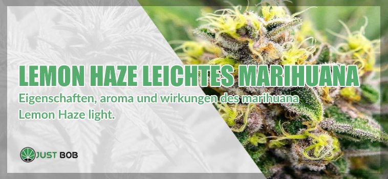 Lemon Haze leichtes Marihuana