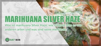 Marihuana light Silver Haze