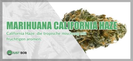 Marihuana legal California Haze