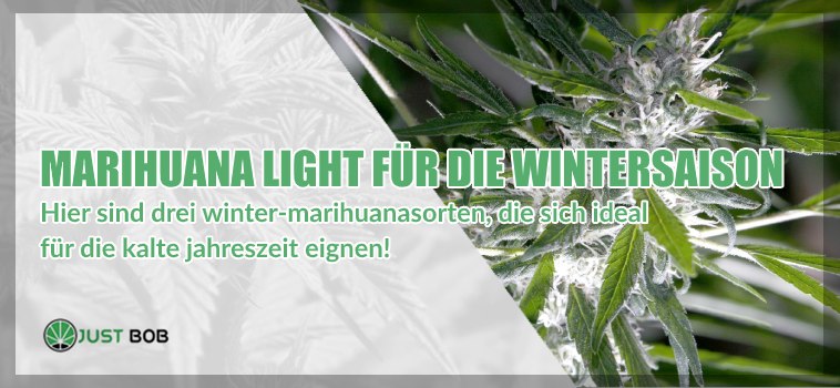 Marihuana light für die Wintersaison