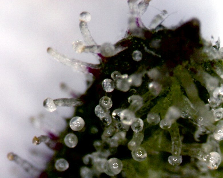 Trichomes Reifes legales marihuana