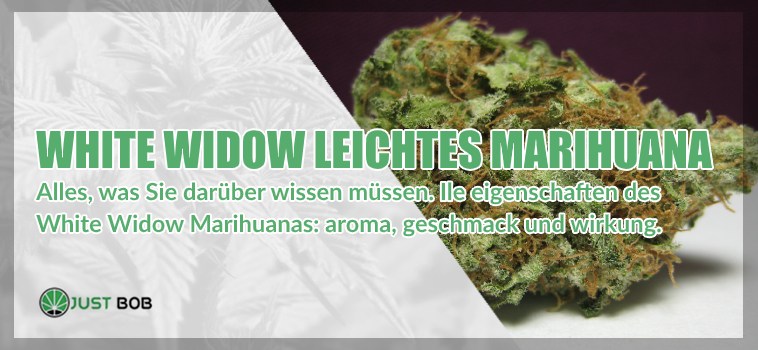 White Widow leichtes Marihuana