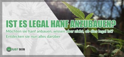 hanf anbauen