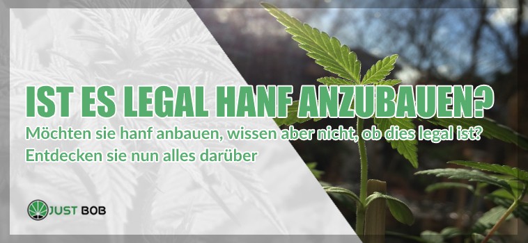 hanf anbauen