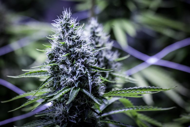 Weibliches Und Mannliches Marihuana Alle Unterschiede Justbob