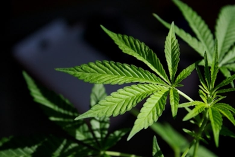 Andere Studien über die Vorteile von Cannabis für die Leber