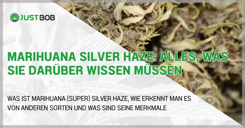 Marihuana Silver Haze: Alles, was Sie darüber wissen müssen
