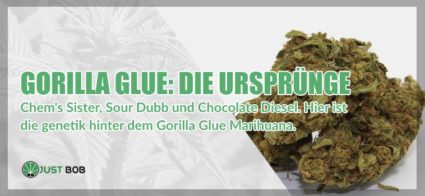 Gorilla Glue cbd Die Ursprünge