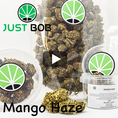 Mango-Haze-Video Mango Haze Video