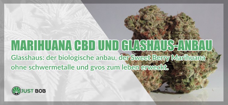 CBD-blueten-und-Glashaus-Anbau