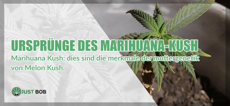 Ursprünge des Marihuana Kush