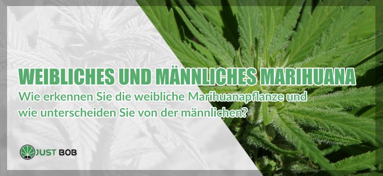 Weibliches und männliches Marihuana: alle Unterschiede