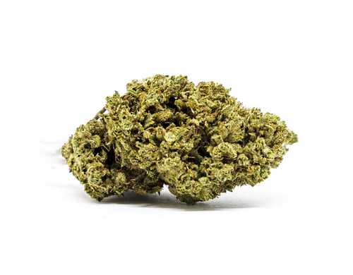 master kush cbd cannabis bluten master kush cbd cannabis bluten