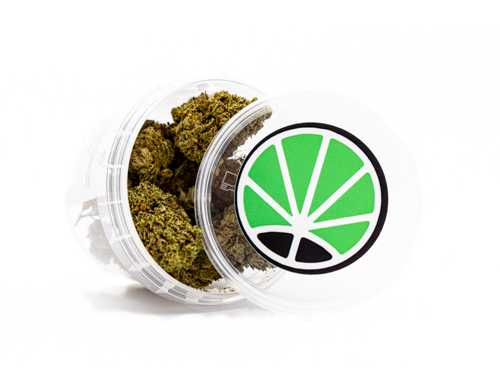 master-kush-marihuana-pflanze master kush marihuana pflanze