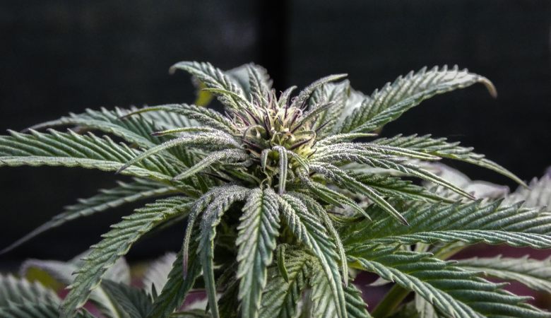 Die Ursprünge von Cannabis cbd