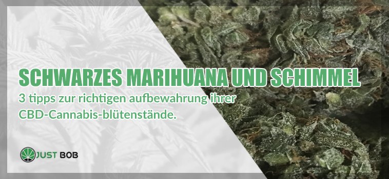 Schwarzes Marihuana cbd und Schimmel