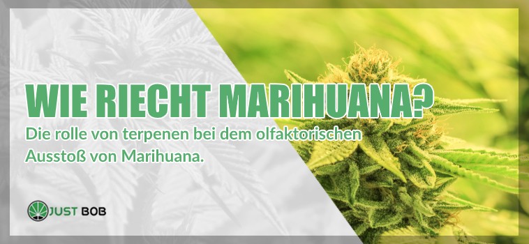 Wie riecht Marihuana cbd