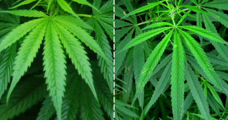 cannabis indica und sativa cbd