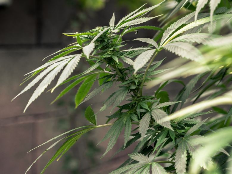 cbd marihuana wachsen op