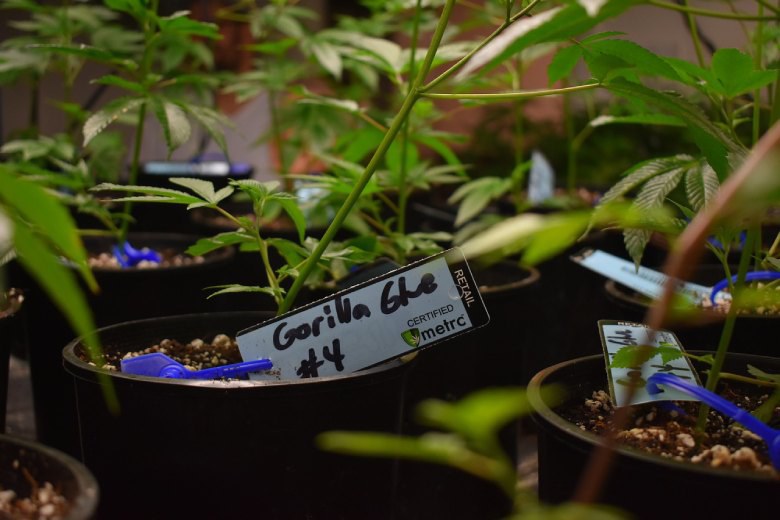 gorilla glue legalem hanf