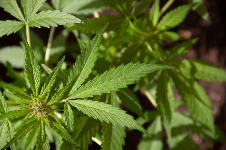 legale Cannabispflanzen