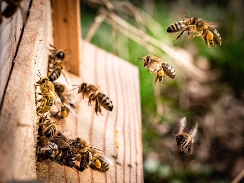 legaler Hanf und Bienen