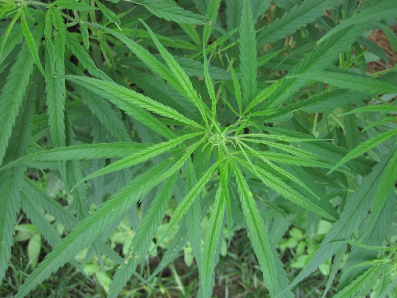 legales cannabis sativa