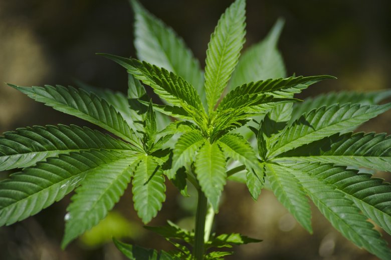 leichtes Cannabis für den persönlichen Gebrauch