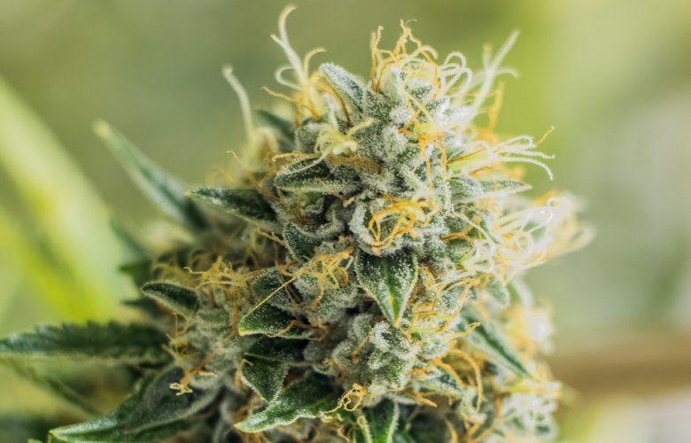 marihuana cbd blume und bienen