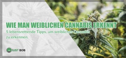 weiblichen marijuana cbd