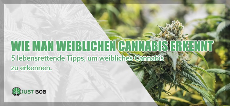 5 Tipps um weibliches Cannabis zu erkennen