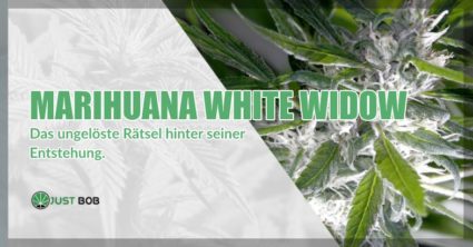 Marihuana White Widow cbd