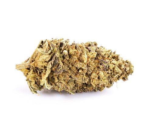 purple-GG#4-legaler-knospe-cbd-25% legaler Hanf Purple GG#4 mit cbd 25%