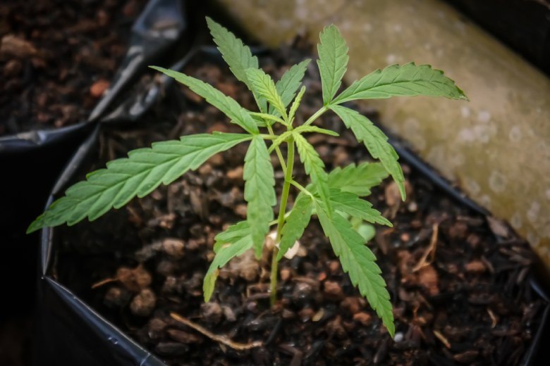 CBD Eigenschaften von cbd Cannabis