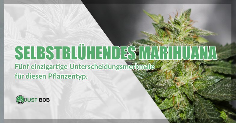 Selbstblühendes cbd gras