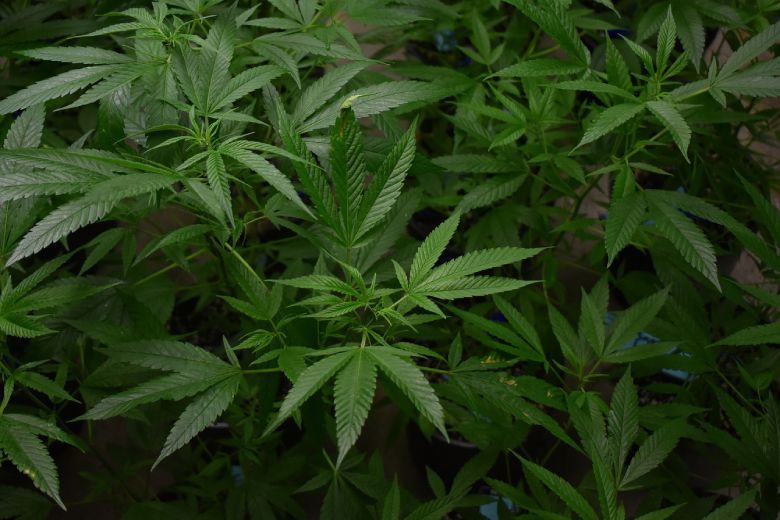 medizinisches Marihuana und der Anbau von cbd Cannabis