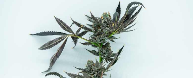 stärkeres cbd Cannabis