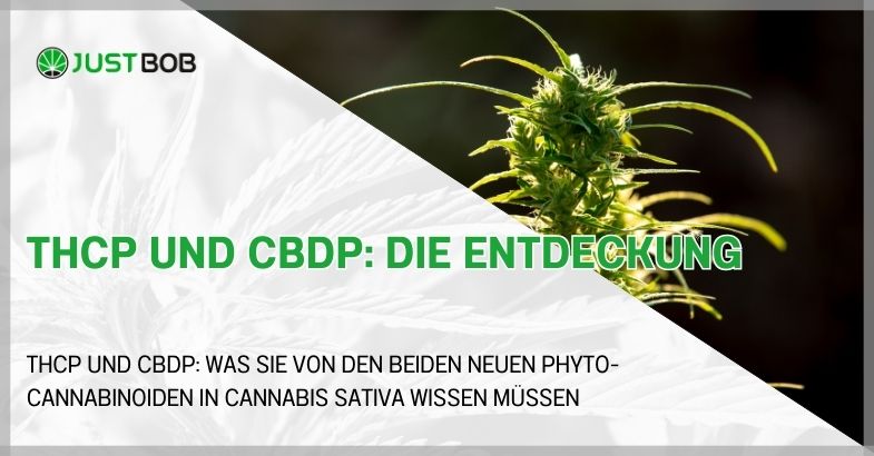THCP und CBDP: die Entdeckung