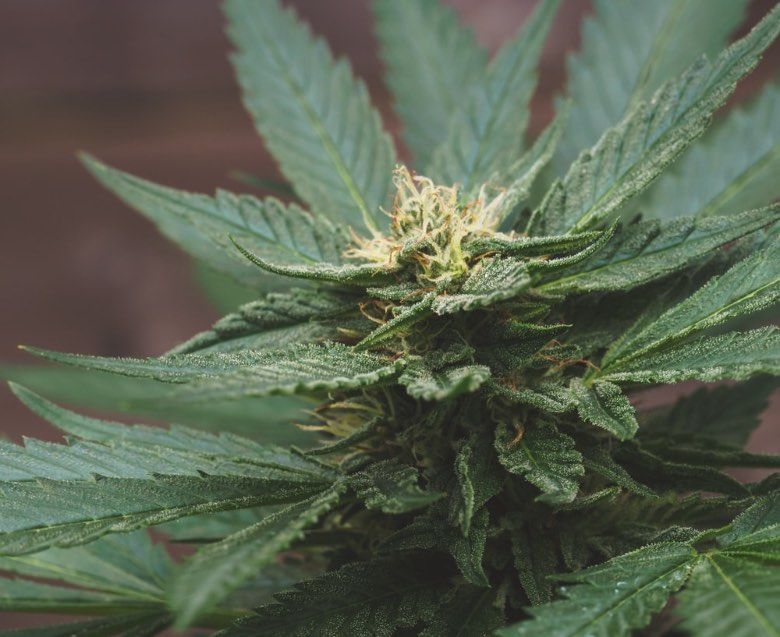 Cannabis CBD Terpene und Wirkungen