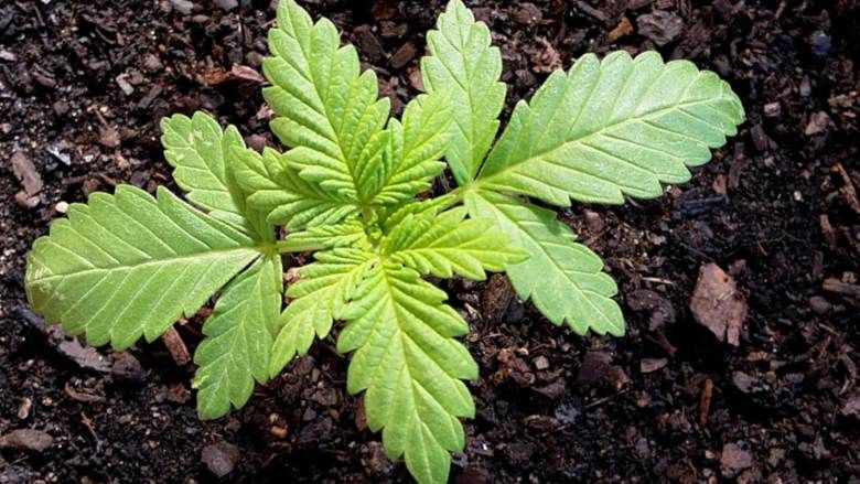 CBD gesetzliches Gras für technische Zwecke