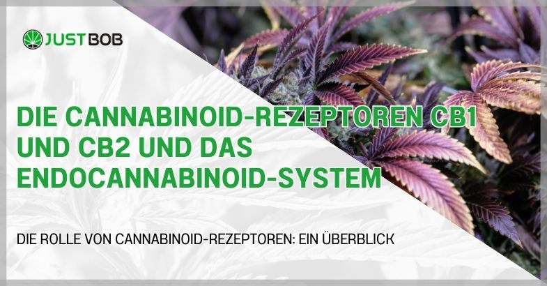 Die Cannabinoid-Rezeptoren CB1 und CB2