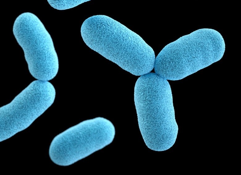 cbd als Hilfsmittel für Antibiotika gegen Bakterien