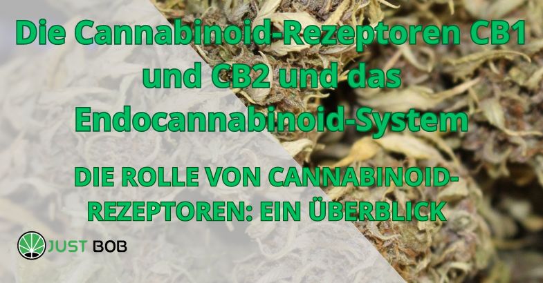 Die Cannabinoid-Rezeptoren CB1 und CB2 und das Endocannabinoid-System
