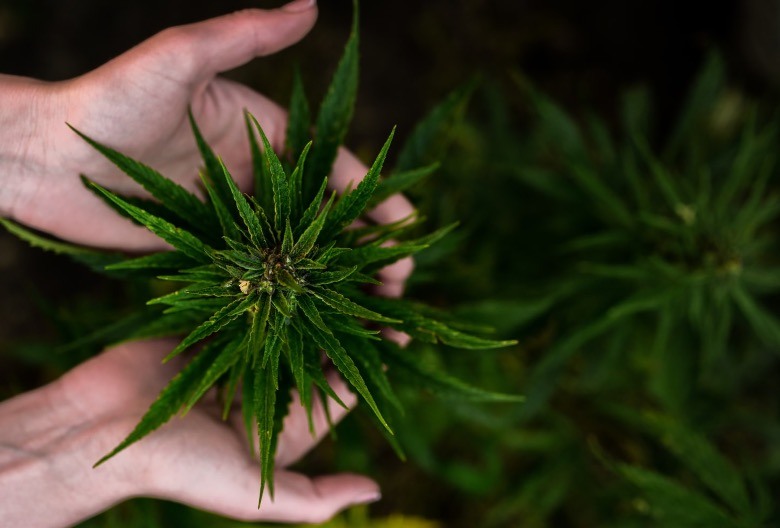 positive auswirkungen von cbd