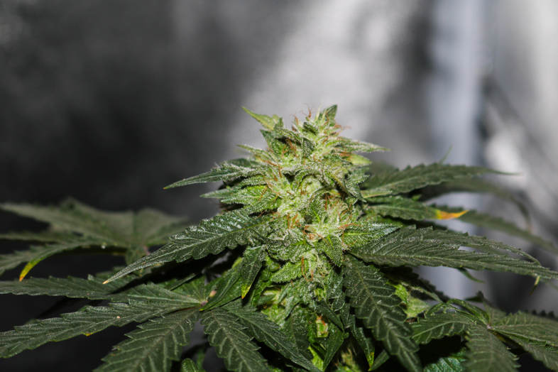 Amsterdam & Marihuana: Das sind die regulatorischen Unterschiede in Bezug auf Europa 2