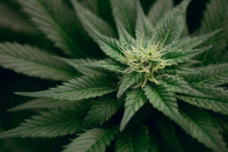 Anpflanzen von Marihuana: Das sind die Risiken von DIY (und warum es sich lohnt online einzukaufen) 2